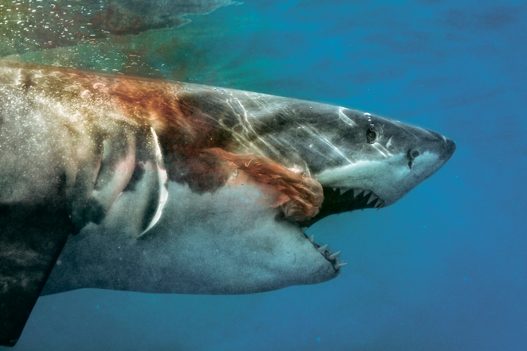 Белая акула, фото Владимира Алексеева (из клетки).