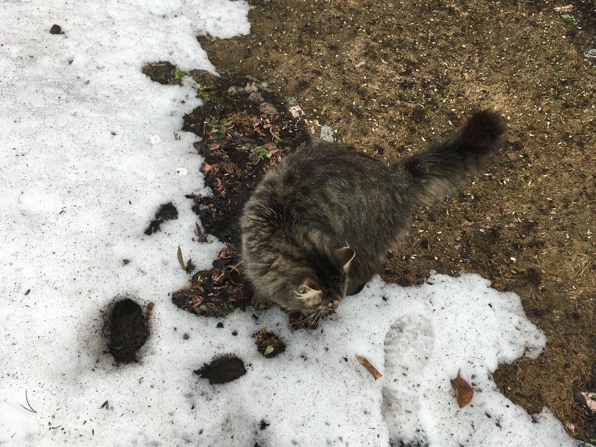 Сонник поймать кошку. Кот Васька ловит мышей. Пушистый кот Васька бросился на птицу. Смесь бегала и обычного кота. Васька. Из жизни одного кота.