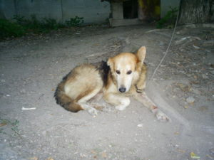 Собака Джек