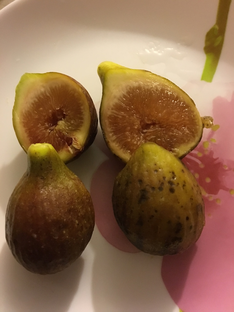 Первые две фиги, выращенные собственноручно