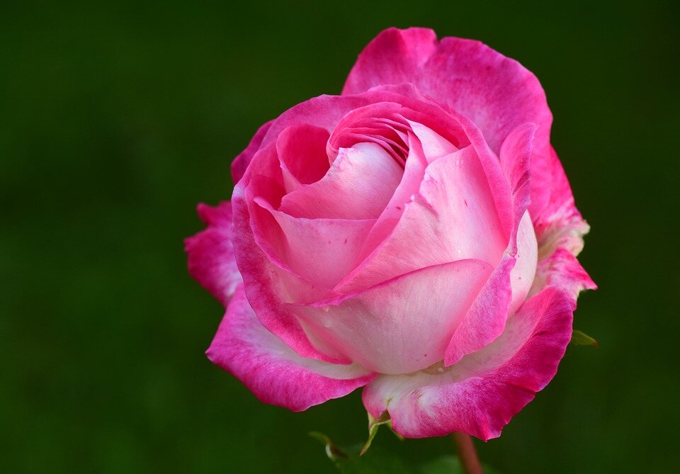 Крыніца :https://pixabay.com/photos/rose-pink-pink-rose-rose-bloom-2892821/