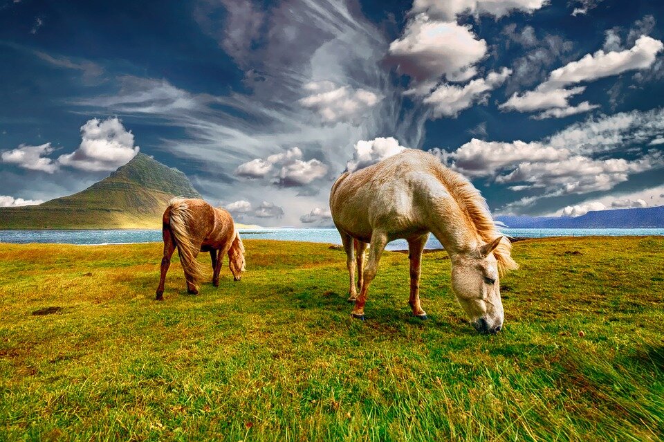 https://cdn.pixabay.com/photo/2017/06/21/15/08/horses-2427513_960_720.jpg