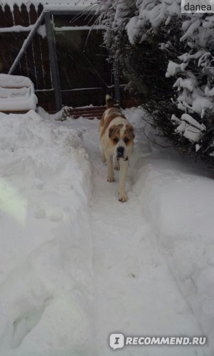 4.02.18Хочу рассказать о породе, а вернее о конкретной собаке, со стороны человека который долго мечтал и много читал, в итоге заимел алабая.