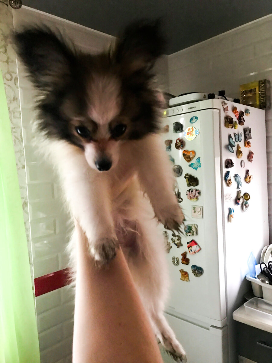 Обратите внимание на лапы. Картина называется: "Мам! Я погулял!"