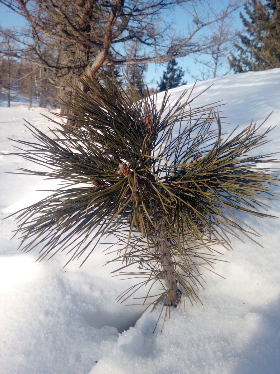 Ваврврарввысота сугроба 1,5 метра 