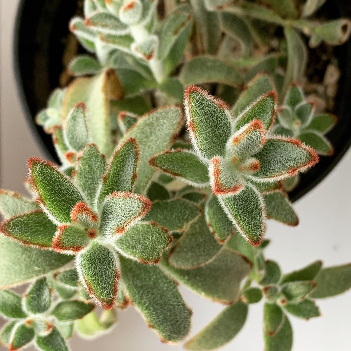 Kalanchoe Tomentosa - Каланхоэ войлочное