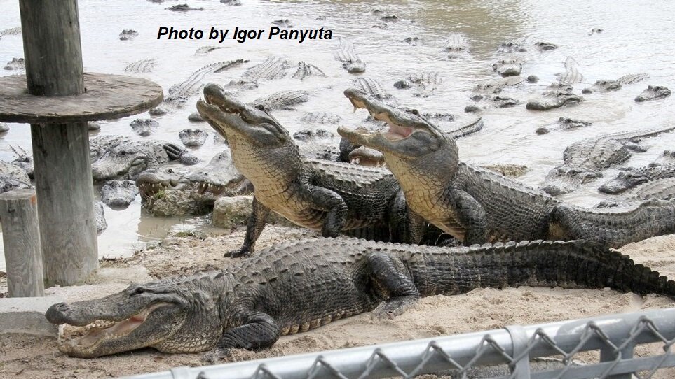 Ферма аллигаторов Эверглейдс (Everglades Alligator Farm), штат Флорида, США