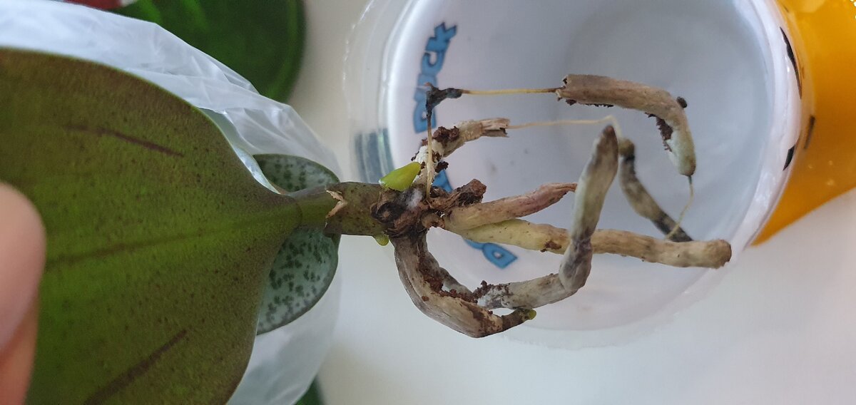 Пример гниющих корней