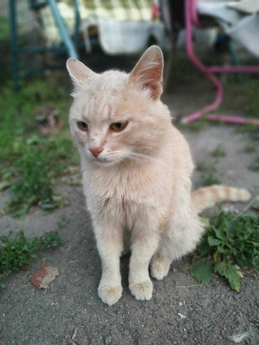 Коты в деревне. Вы не звали нас, а мы приперлися. | Все Сама | Дзен