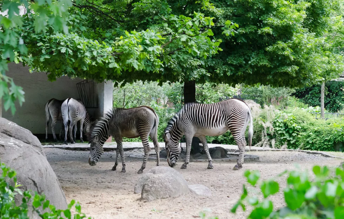 Zoo sx. Берлинский зоопарк Берлин. Зоологический сад в Берлине. Берлинский зоопарк Зоологический сад.