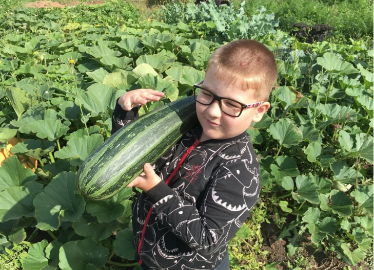 Урожайный на кабачки год. Мой сын достал вот такой кабачок