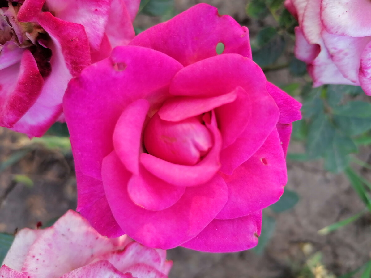 Розы на участке, готовятся к обрезке и черенкованию