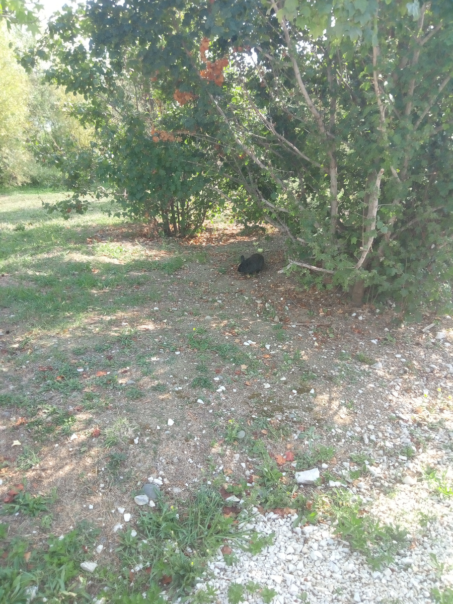 Кролик убежал из вольера.