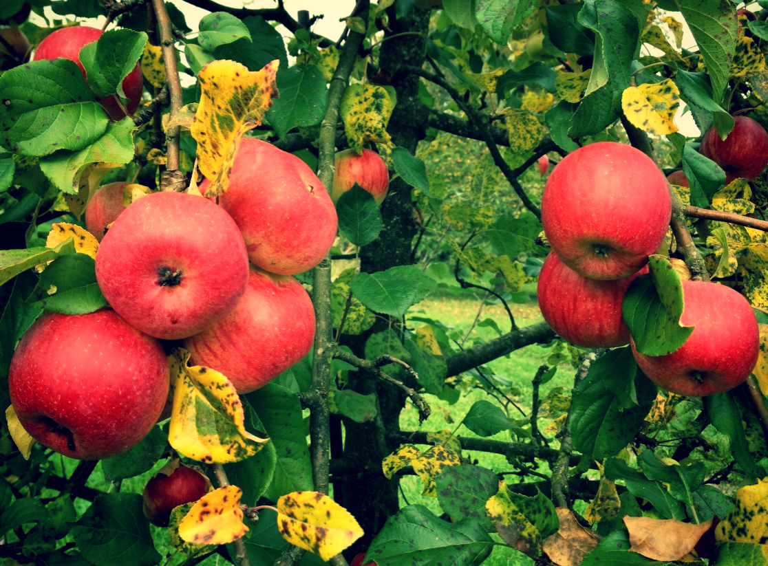 Отличные яблочки.