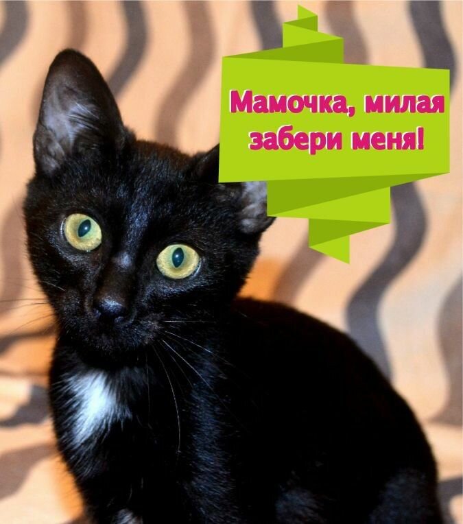 Милейшее КотоОчарование Шерри - Чернышок )