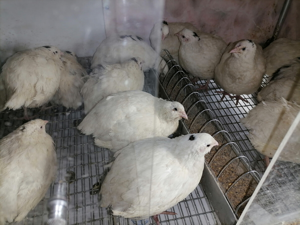 Мой источник бесконечных яиц...