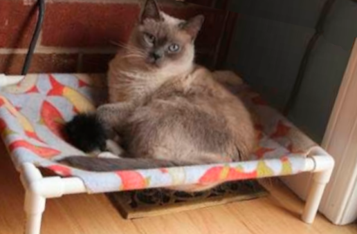 Кровать для кошки: особенности и тонкости изготовления