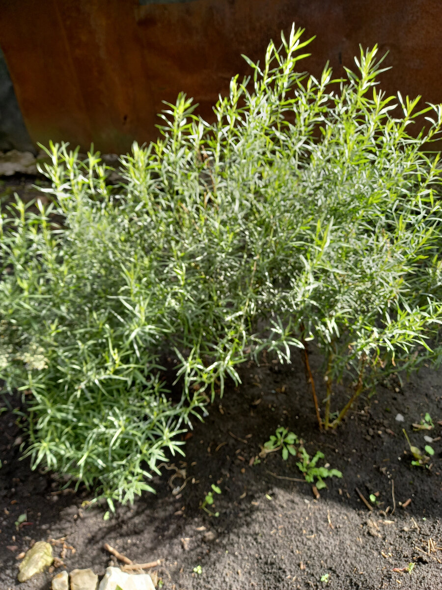 Вот тот самый куст