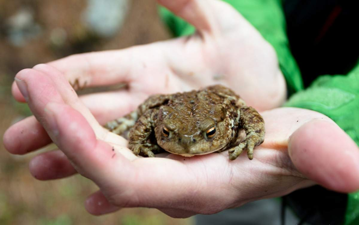 бородавочная жаба. бородавки от жаб. лягушка жаба бородавка. новорожденная лягушка. бородавки от жаб.