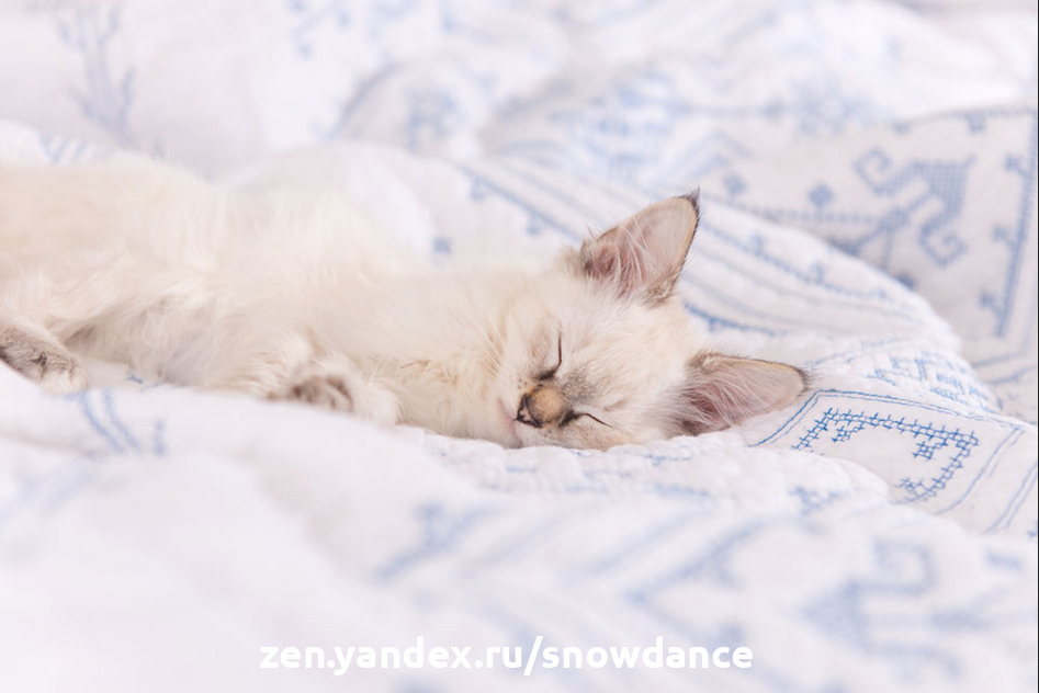 Почему кошки топчут и кусают одеяла, и что с этим делать | КотоВедение |  Дзен