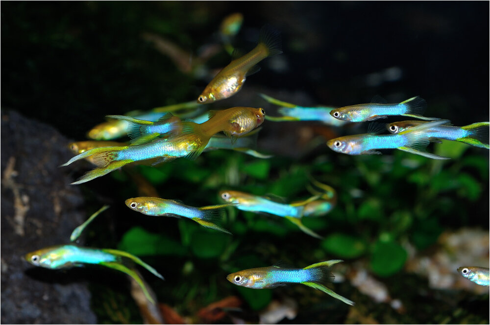 этих) Голубой японский