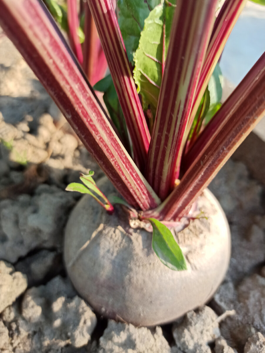 Свекла радует, крупная, хорошая