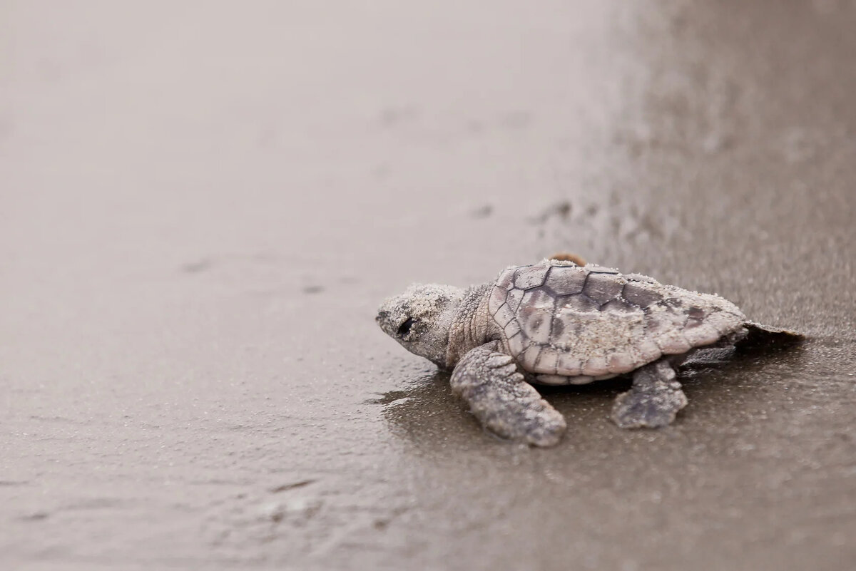 Черепаха ползет со скоростью. Черепаха ползет. Детеныш черепахи. Морские Черепашата ползут к морю. Черепаха ползет по бетону.