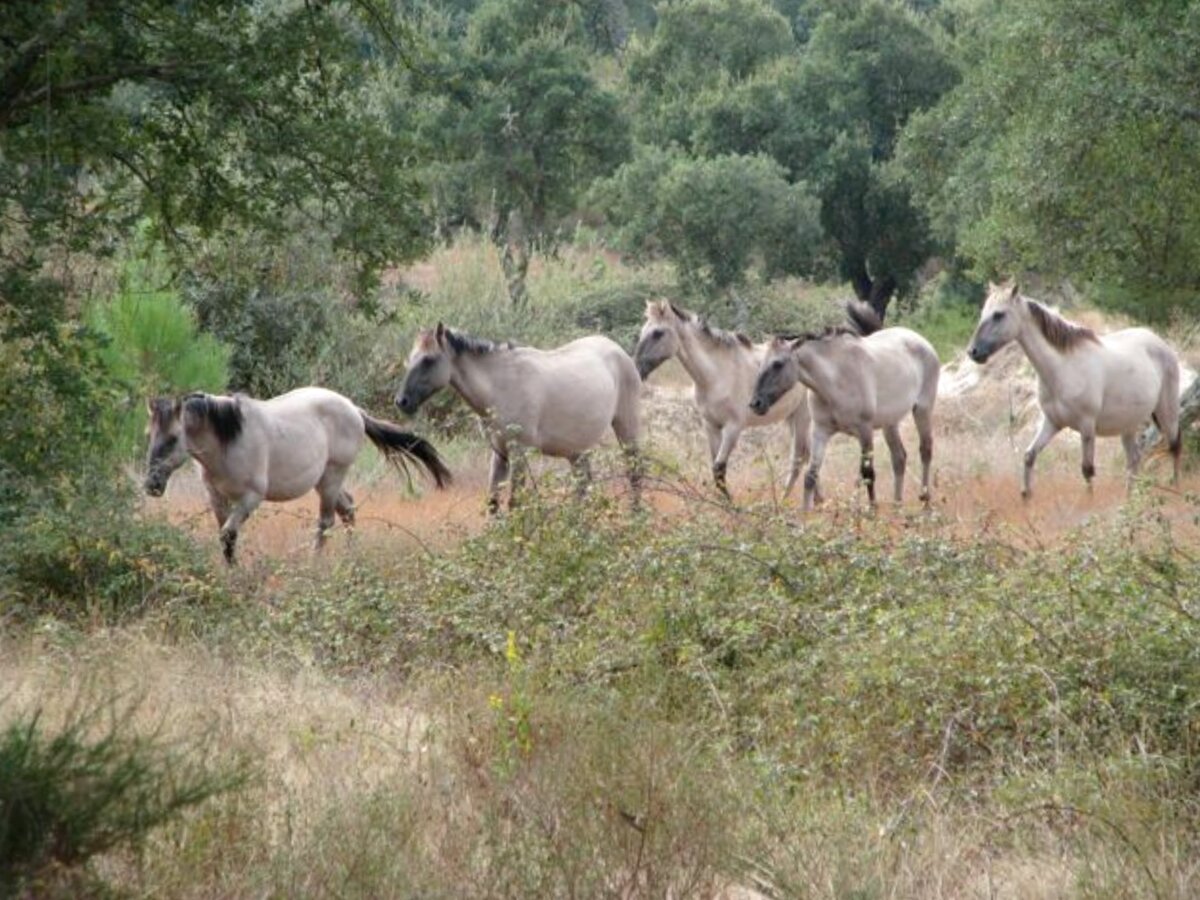 Фото: galloptodiscover.weebly.com