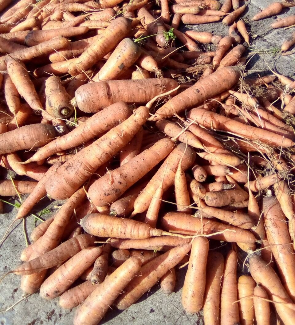 А мы наконец морковь убрали. В целом урожаем довольна: не гигантская, не огромная - просто морковь. Нормальная. Обычная.-3
