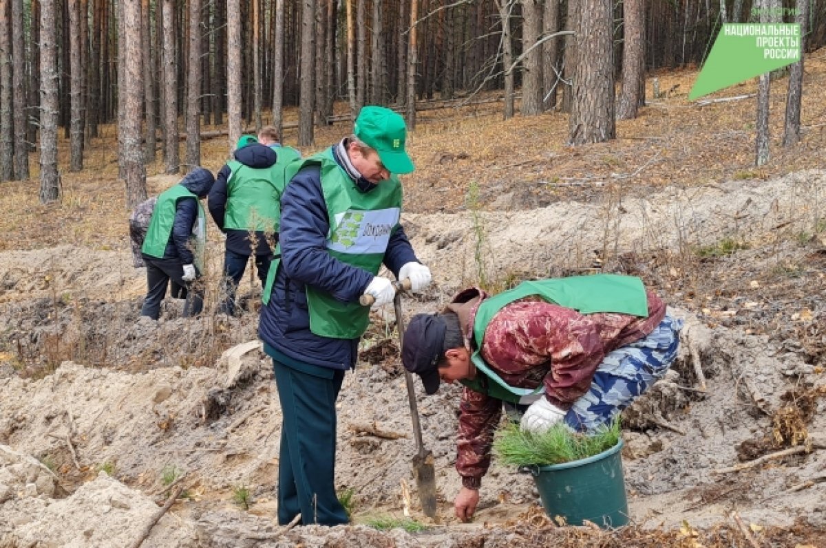    Ульяновцев приглашают поучаствовать в акции «Сохраним лес»