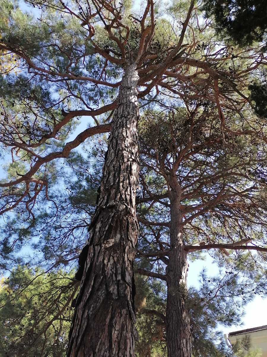 Сосны. Набережная г.Геленджик. Фото автора. 2023г.