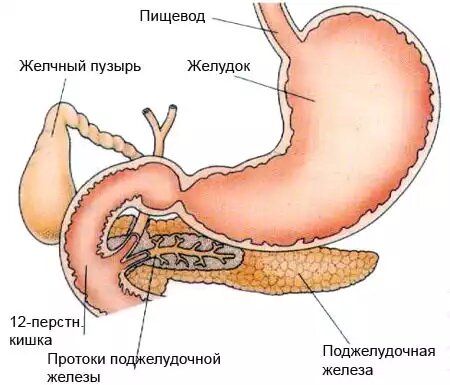 Больше информации на нашем сайте - https://www.med24.online/articles/.