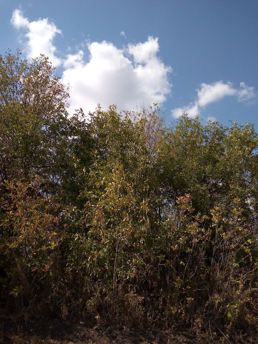 Фото автора. Осень.