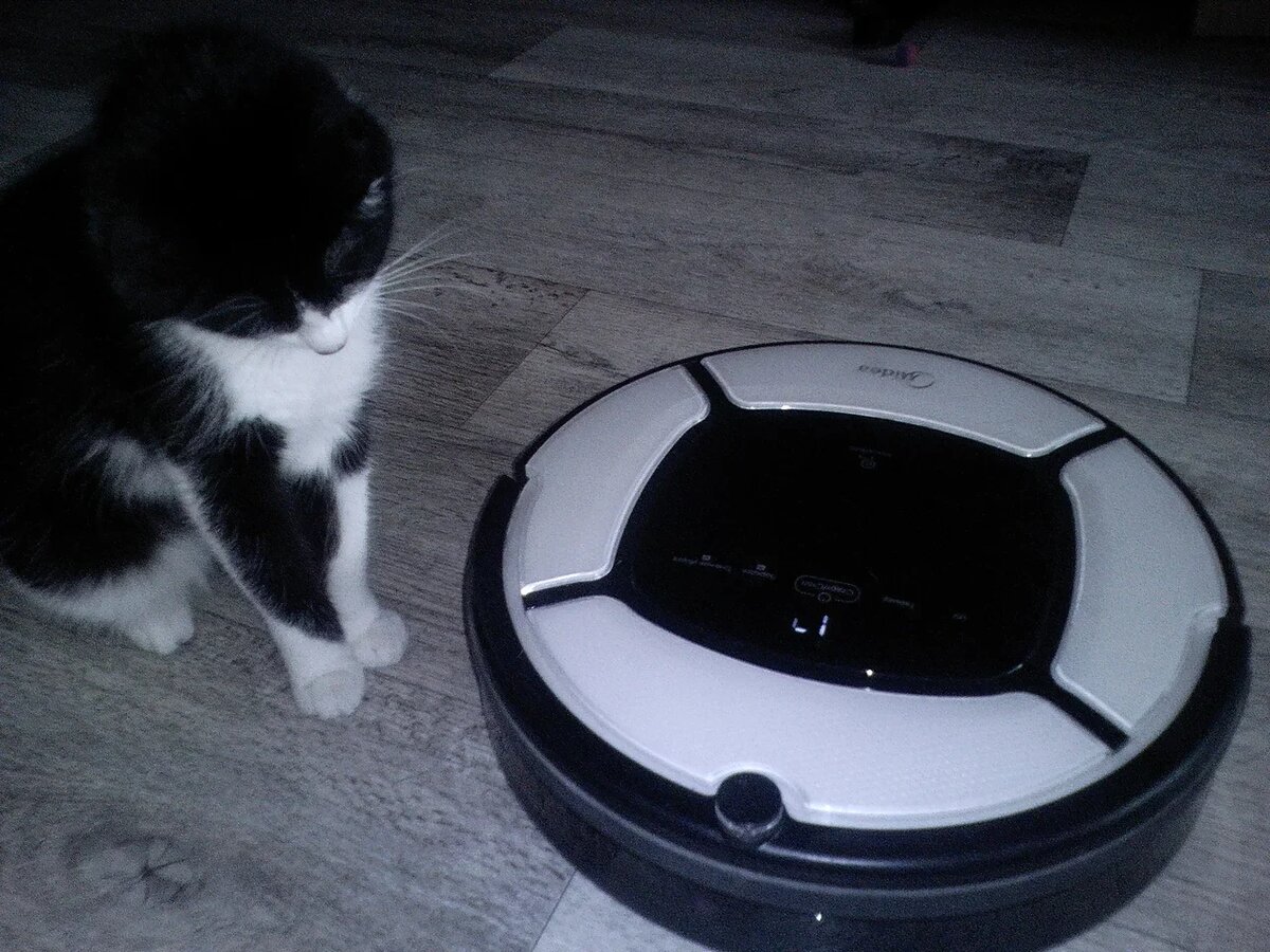 Пылесос остановился. Кошка спешит исправит ситуацию. 