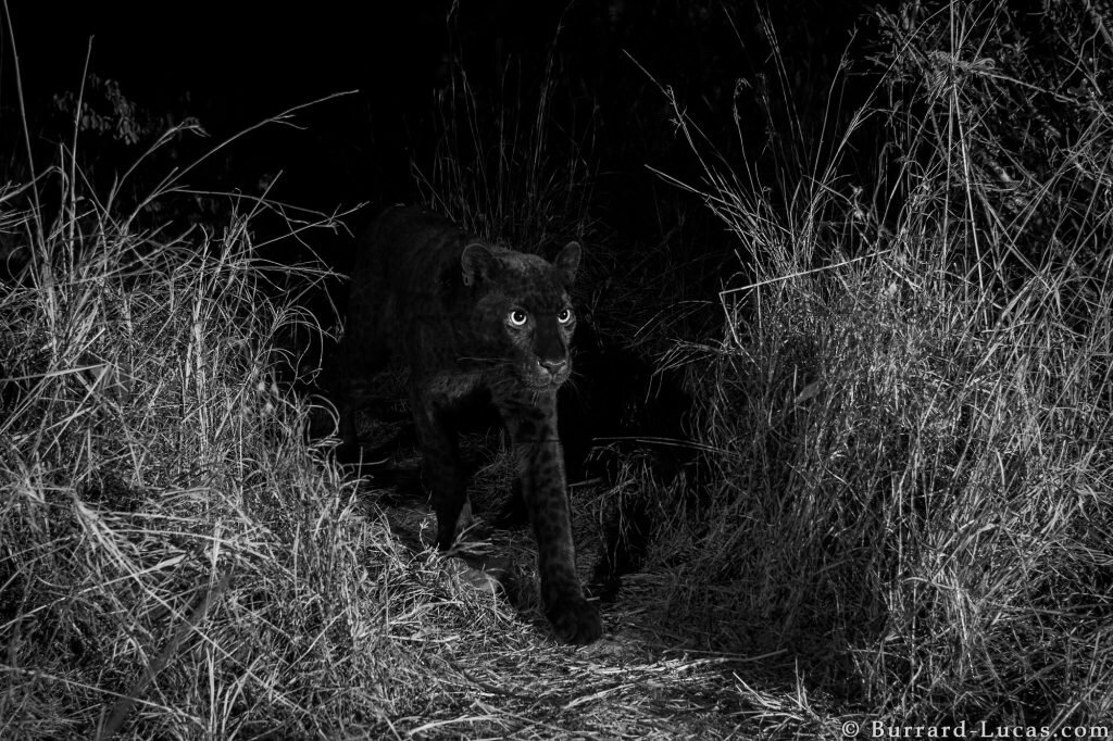 фото Will Burrard-Lucas