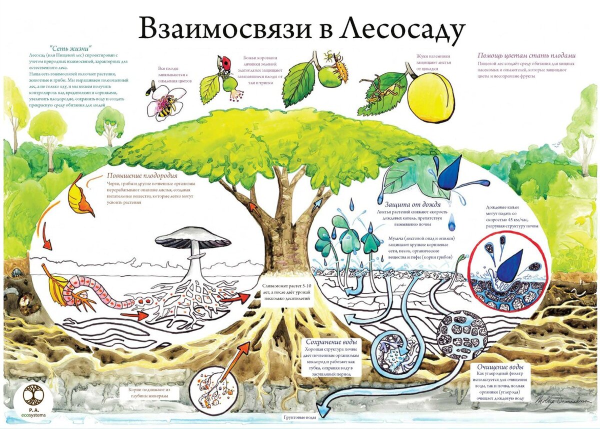 Сложная система взаимосвязей насекомых, растений и грибов.