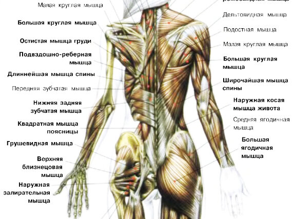 Как убрать боль в мышцах после тренировки — советы практикующего тренера