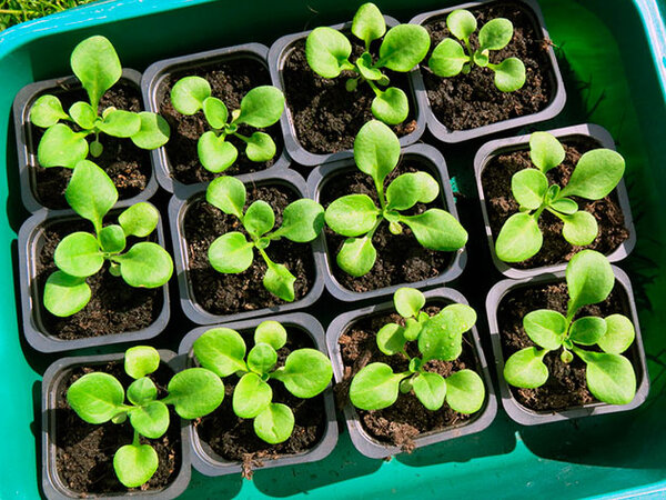 5 маленьких секретов при выращивании рассады петунии