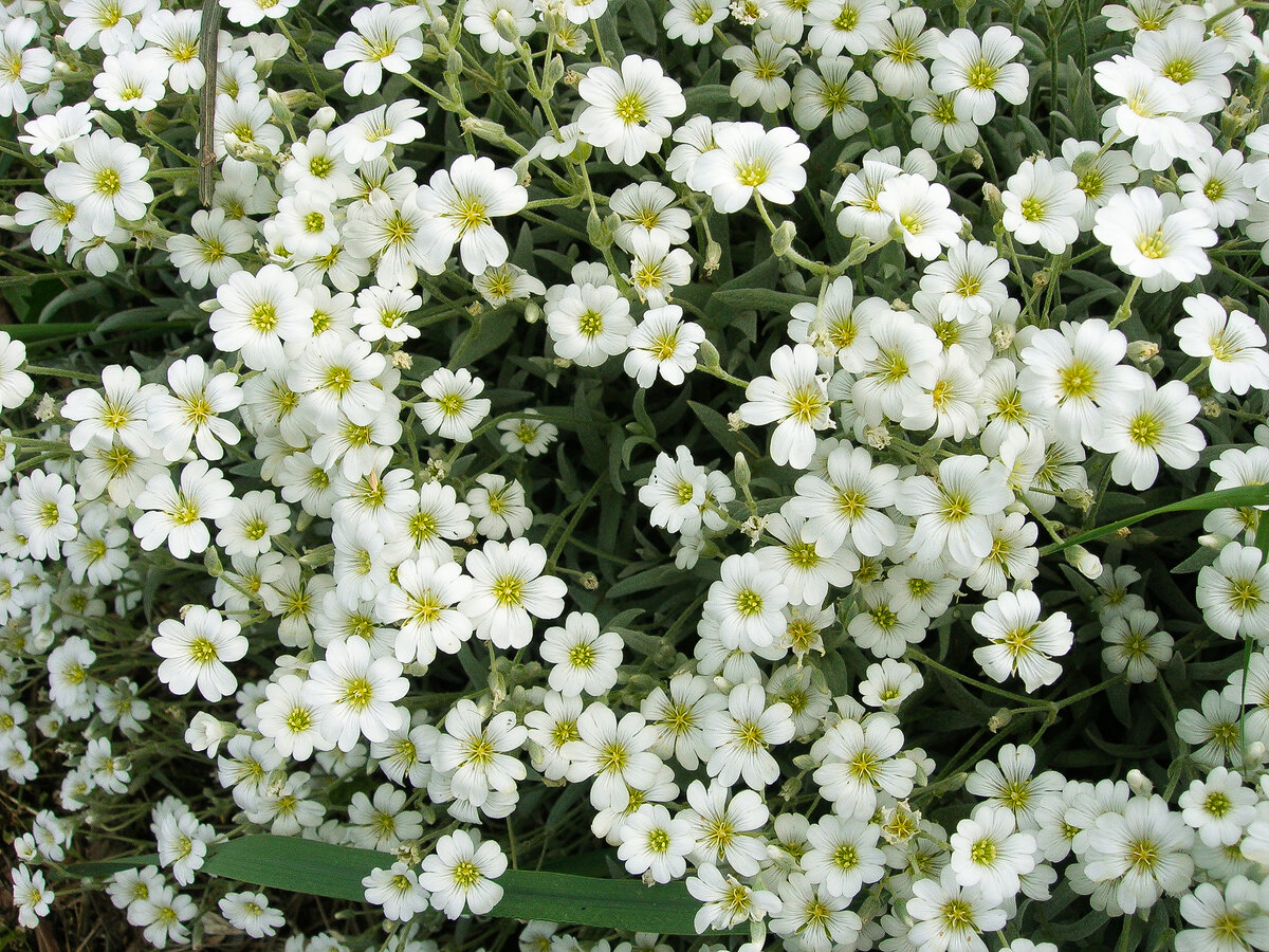 Ясколка войлочная (Cerastium tomentosum)