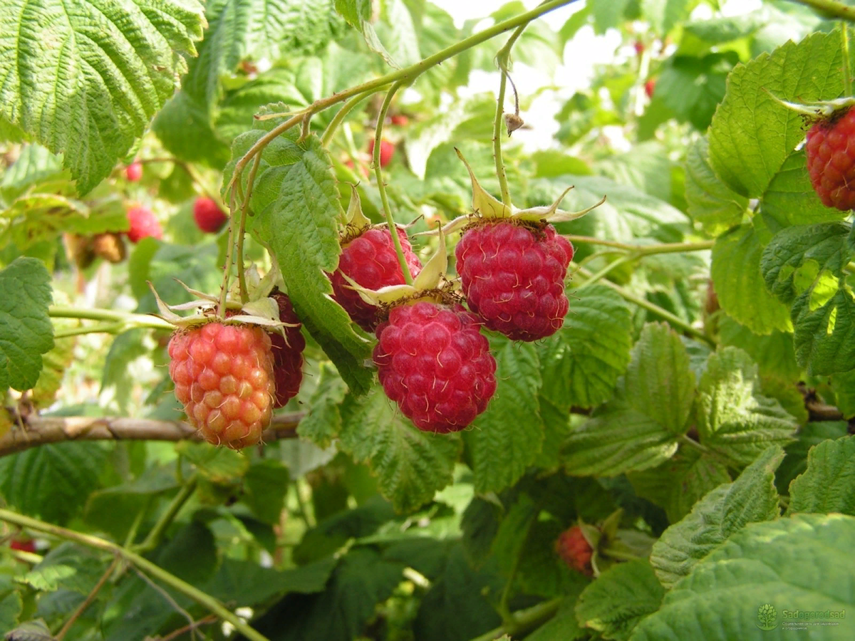 Лучшая ремонтантная малина для сибири. Малина сорт вислуха. Малина Rubus idaeus. Малина обыкновенная (Rubus idaeus). Малина обыкновенная Барнаульская.