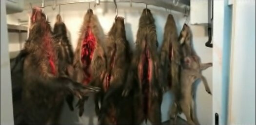 Принскрин с видео из "личного архива" охотинспектора "Самарской Луки"