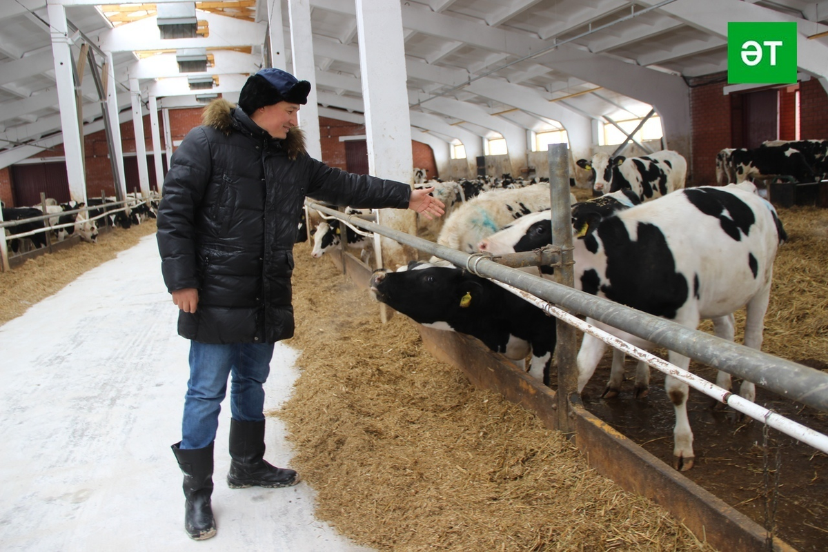 Гадәттә башка фермаларга килеп кергәч, сыерлар нәрсәдер өмет иткәндәй  мөгерәргә тотына. 