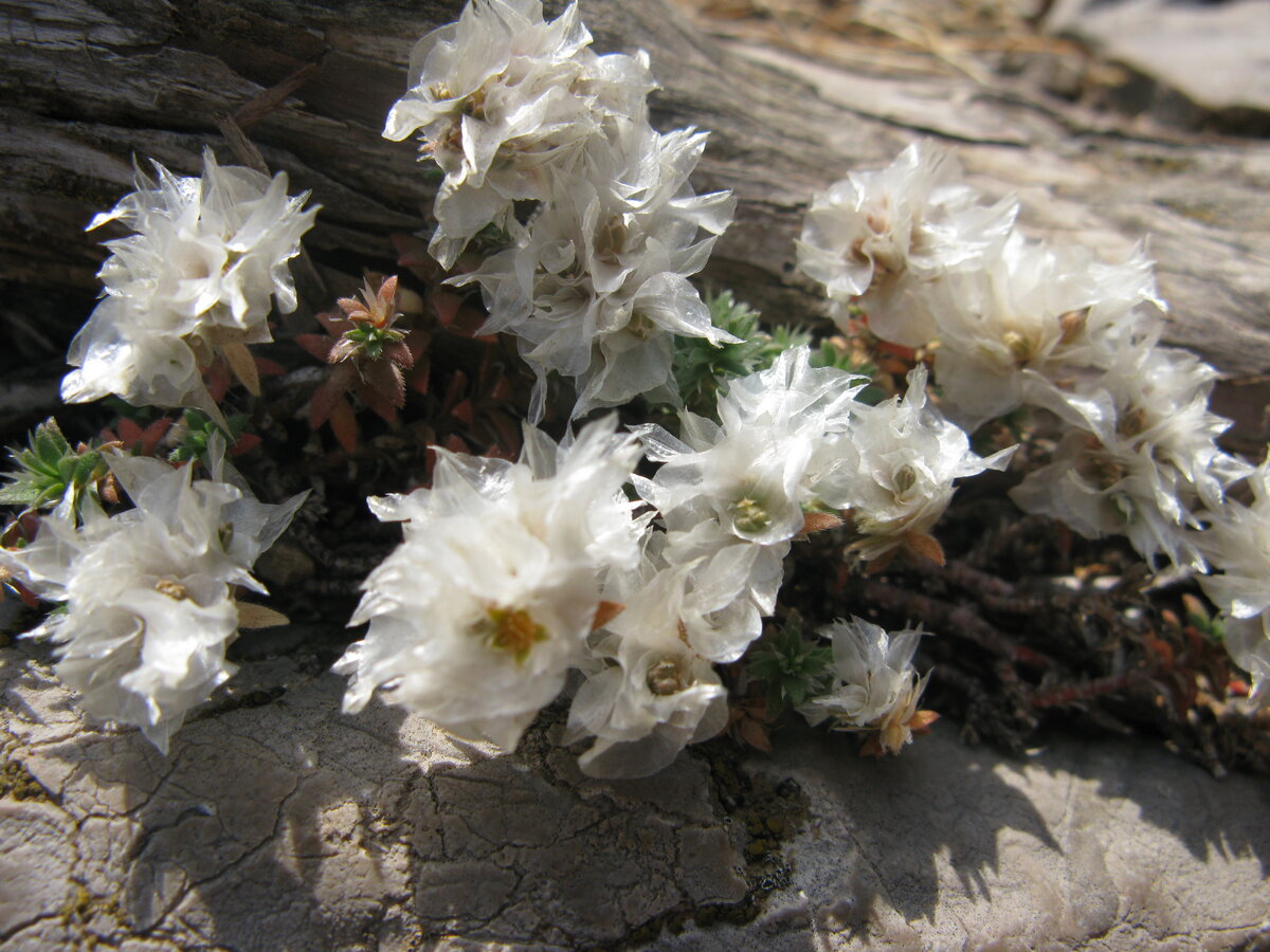 Какой-то засухоустойчивый цветочек, по дороге в сад