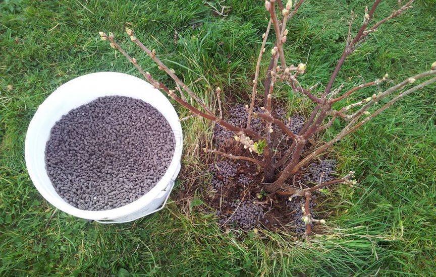 Подкормка смородины. Источник фото: https://ogorod.ua/_bl/11/75000593.jpg