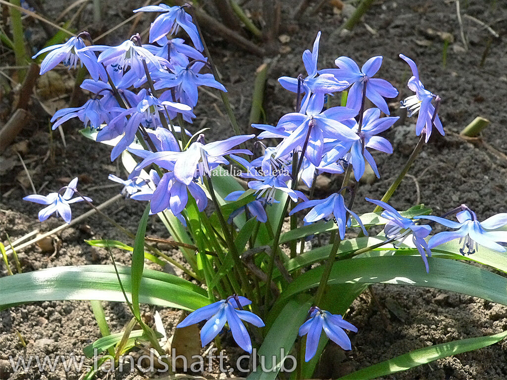  Scilla sibirica - многолетнее травянистое луковичное с пронзительно ярко-голубыми или сине-фиолетовыми цветами. 