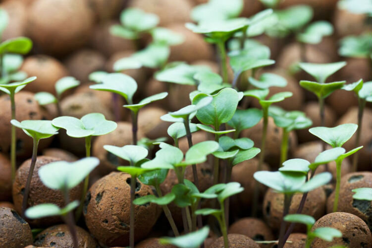 Вы догадались о чем мы сегодня поговорим ???? 
Сегодня мы поговорим о важном свойстве применяемой в гидропонике !? несколько разновидностей , разные свойства и все играют роль в жизни растения.
   Субстрат - это заменитель почвы, где будут расти растения.   Разновидности субстрата, которые часто применяются это песок, галька, гранит, пемза, вермикулит. Так же мы можем применить кокосовые волокна, минеральную вату. 
 Наш субстрат должен обладать соответствующими свойствами:
 1. Хорошо пропускать воздух, раствор и тщательно смачиваться. 
 2. Иметь слабокислую, нейтральную реакцию. 
 3. Должен быть сыпучий, в одно время удерживать раствор и в тоже время стекать. 