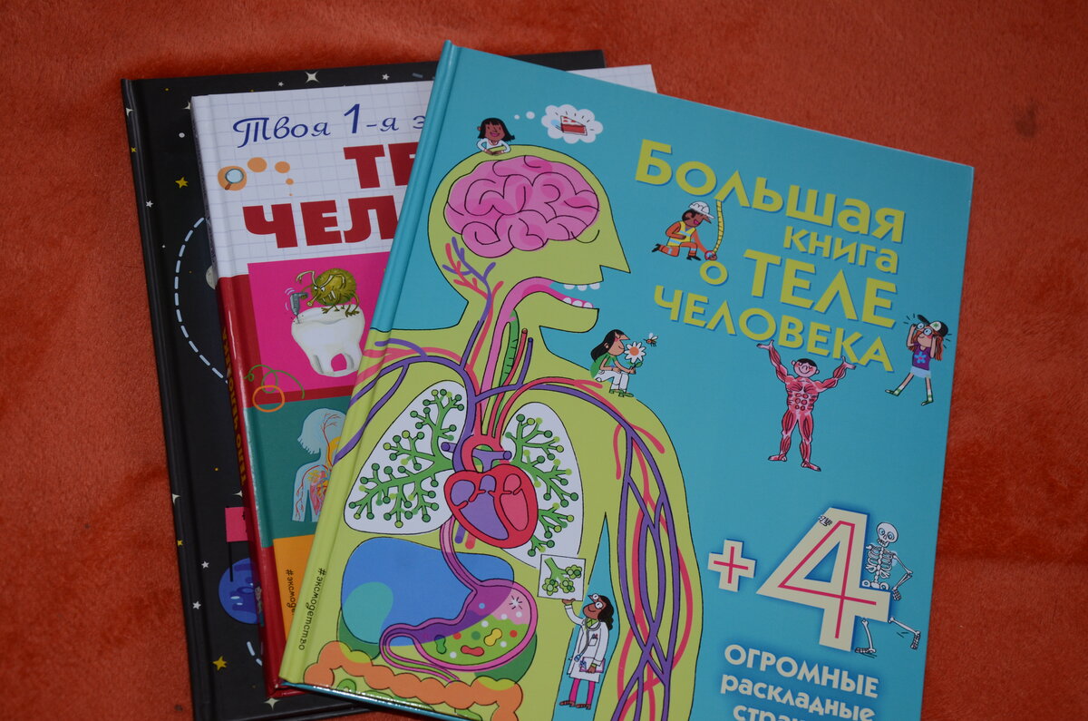 Анатомия человека для детей: нужно ли малышам изучать своё тело |  Педагог-психолог Елена | Дзен