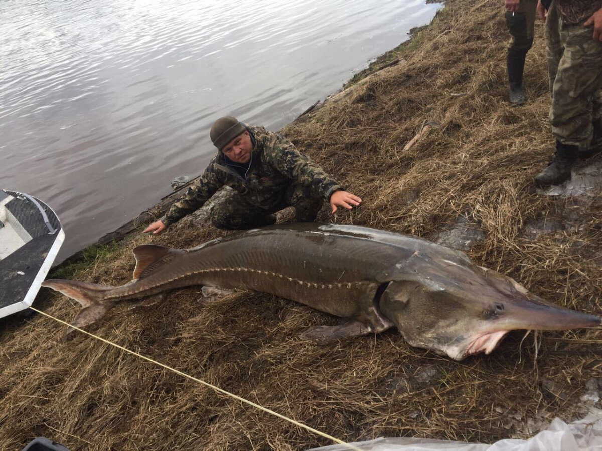 все рыбы в реке амур