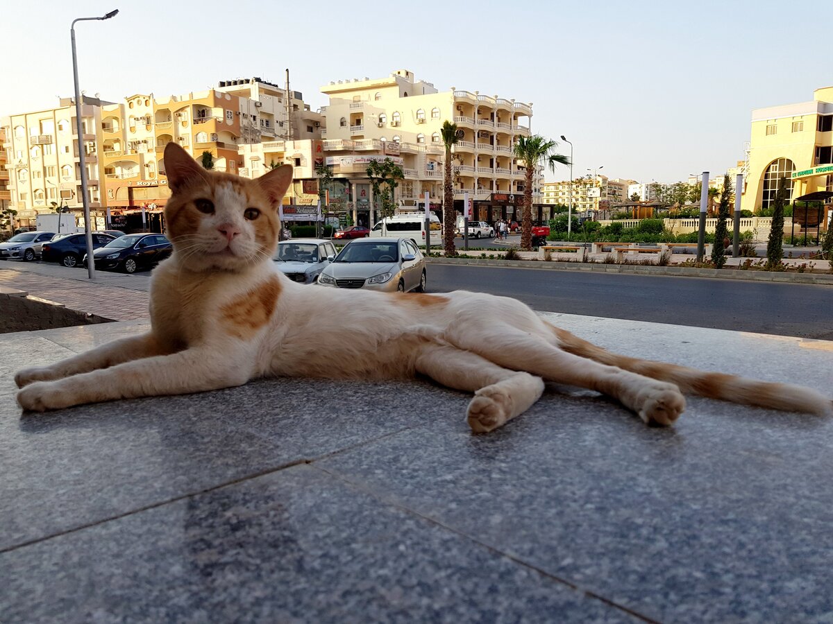 Коты легенды. Кошки в Хургаде. Уличные коты в Египте. Обзорная экскурсия по Хургаде.