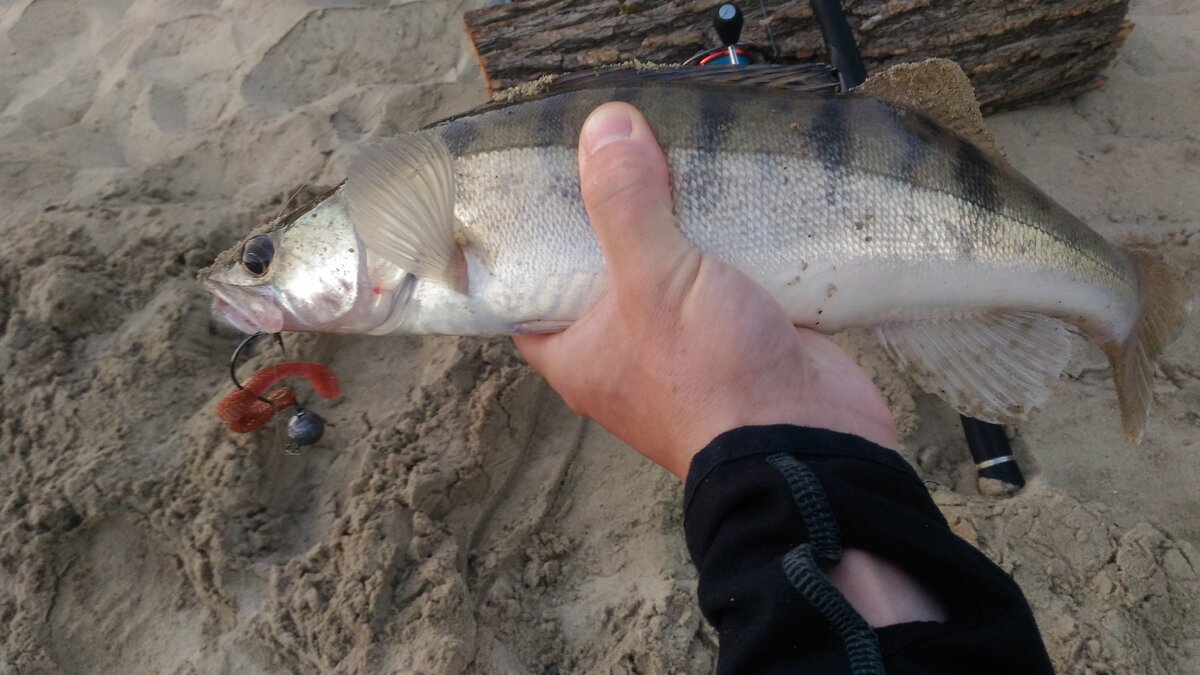 Мой первый судак.